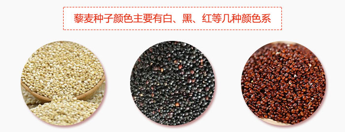 藜麥種子顏色主要有白、黑、紅等幾種顏色系,營養(yǎng)成分相差不大,其中白色口感好,黑、紅色口感相對差些,籽粒也較小。